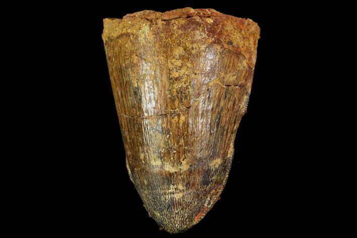 Fossil Crocodile (Elosuchus) Tooth - Morocco #109938